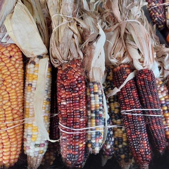 🐸🍄🌻 Meet Your Posher 🌻🍄🐸 - Picture 6 of 12